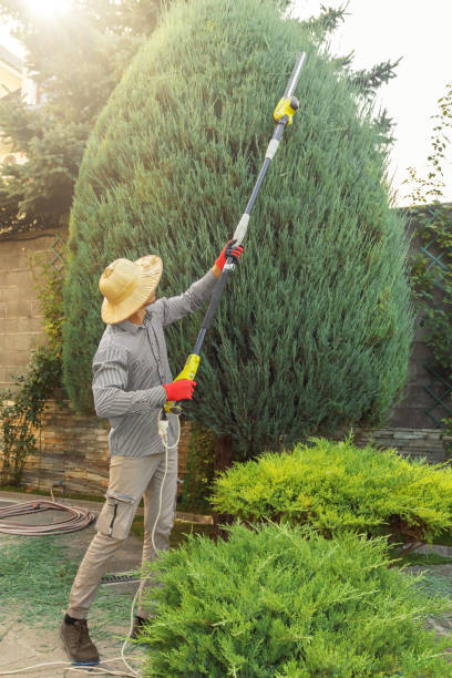 Trusted Norwood, OK Tree Removal and Landscaping Services Experts